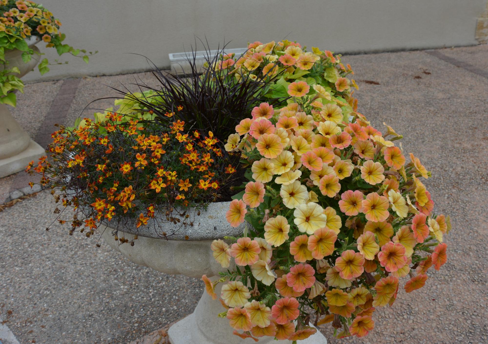 bouquet floral